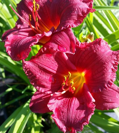 Daylily Cranberry Baby